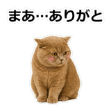 854651366