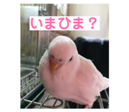 854663377