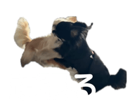 854665933