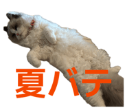 854670435