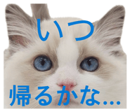 854670440