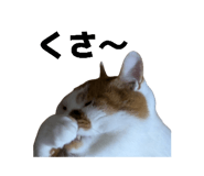 854681027