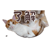854685553