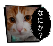854685555