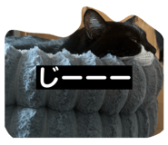 854688491