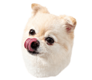 854718161