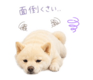 854724406