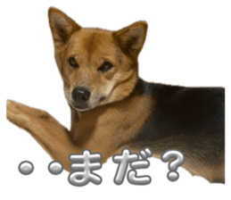 854727438