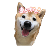 854727491