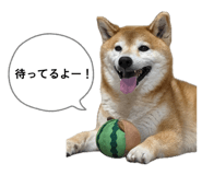 854727492