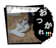 854731317