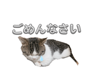 854732740