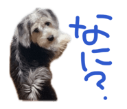854750927