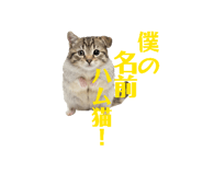 854755284