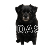 854757870