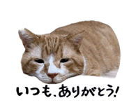 854776613