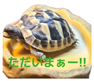 854776667