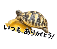854776674