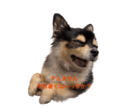 854778981