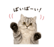 854783300
