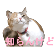854785165