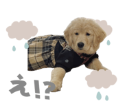 854785567