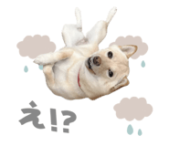 854788825