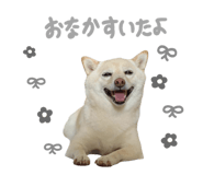 854788829