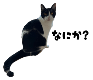 854795856
