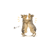 854795954