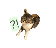 854800017