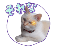 854801465