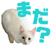 854832955