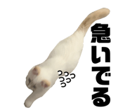 854832972