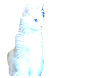 854832981