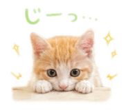 854833511