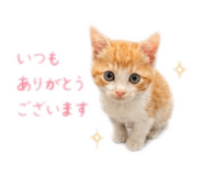 854833527