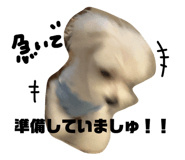 854867690