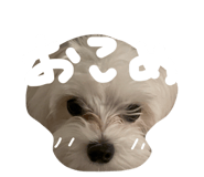 854867695