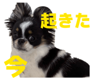 854870988