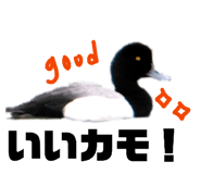 854872377