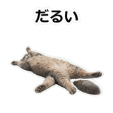 854882066
