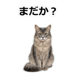 854882077