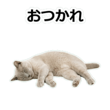 854882131
