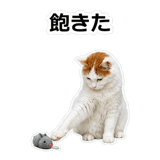 854882272