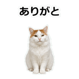 854882286