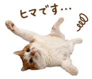 854884758