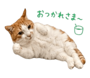 854884759