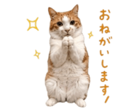 854884762