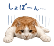 854884763